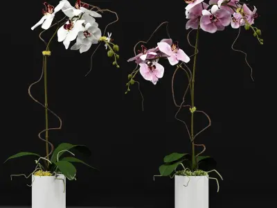 Orchids in pots - in pots 3D model