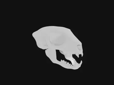 Meerkat skull 3D model