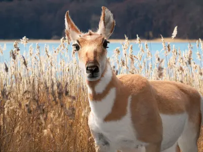 Pronghorn Female Animated 3D model