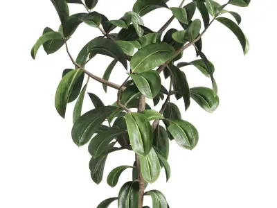 Ficus rubbery plant in stone vase  Indoor plant 263 3D model