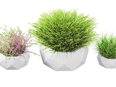Decorative outdoor plants 3D model