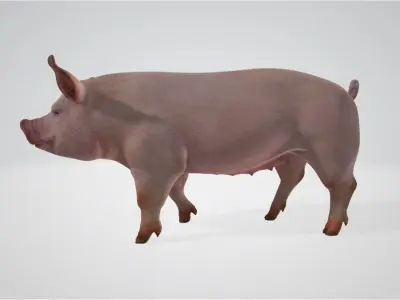 Pig High poly 3D model