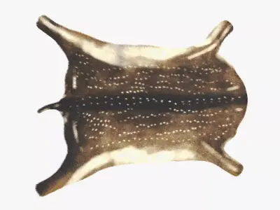 Deer Skin Rug - Realistic Animal Hide 3D model