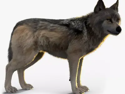Wolf Xgen Rigged 3D model