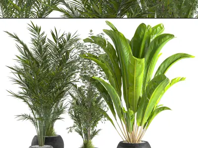 Collaction Indoor plant vol 53 3D model