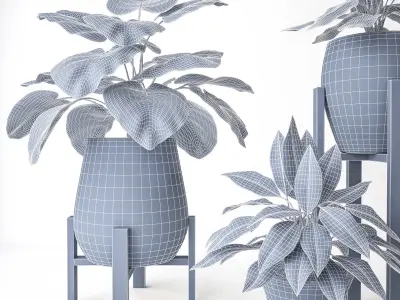 Plant Set 2 three potted plants 3D model