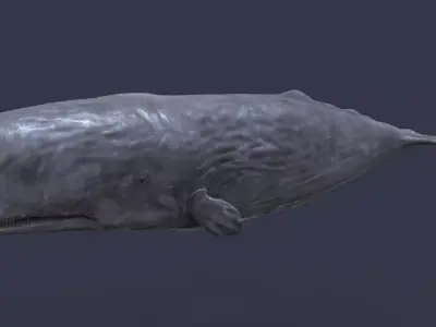 Whale model pack Low-poly 3D model