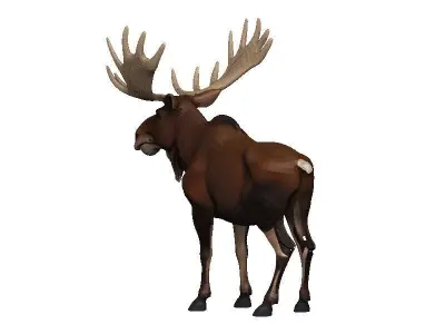 Moose Low-poly 3D model get