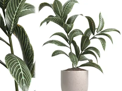 indoor plant 47 3D model