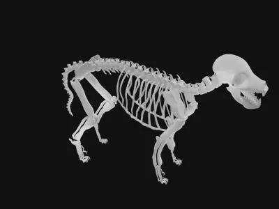 Puppy skeleton 3D model