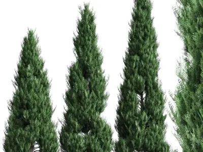 Thuja set - 3 models 3D model