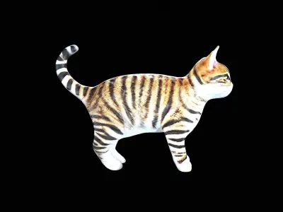 Awesome Cat 3D model