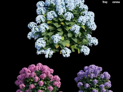 Hydrangea Plant set 23 3D model