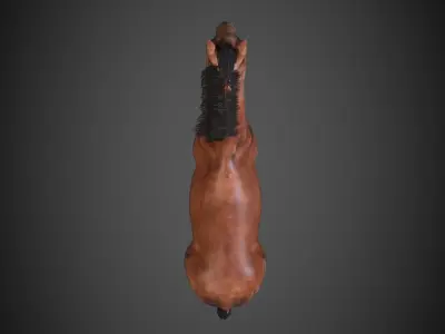 Horse Low-poly 3D model 9