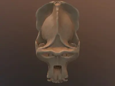 Male Gorilla Skull Refined Scan 3D model