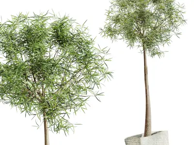 AV HousePlants Japandi Minimalism Ficus Dracaena Marginata18 3D model