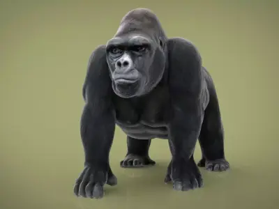 GORILLA Low-poly 3D model order