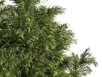 Palm in Plant Box 2 3D model