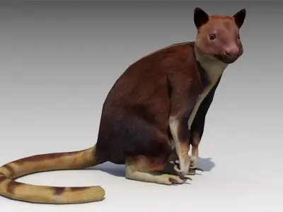 Tree-kangaroo australian kangaroo 3D model