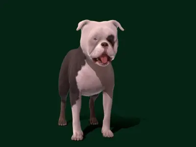 Staffordshire Bull Terrier Dog 3D model