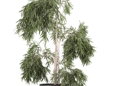 Decorative olive tree in a black flowerpots 733 3D model