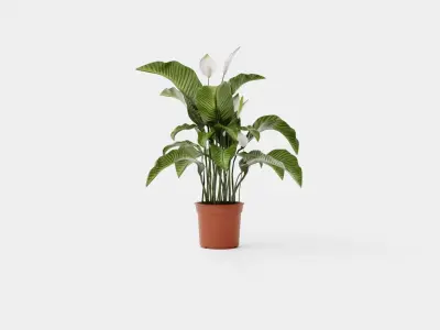 Spathiphyllum Sw Lauretta Low-poly 3D model