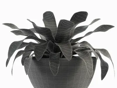 Exotic Plants Dracaena Flower 3D model