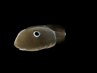 Frog Tadpole 3d model Low-poly 3D model