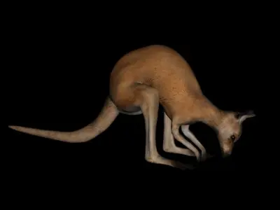 t11-kangroo-adult kangaroo 3D model