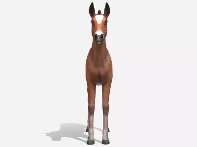 Horse - Foal Low-poly 3D model
