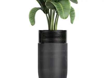Decorative banana palm in flower pots for the interior 718 3D model