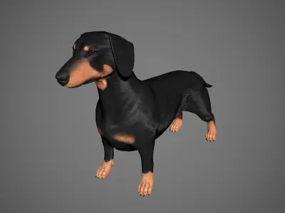 Dachshund Real-Time Low-poly 3D model