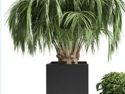 Outdoor plant 13-palm tree 3D model