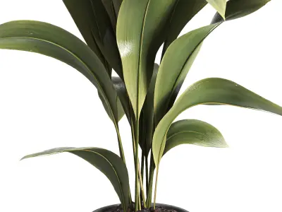 indoor plant 020 3D model