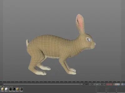 Detailed rabbit with quads  3D model