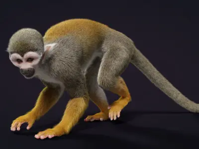 Squirrel Monkey Animated VFX Grace 3D model