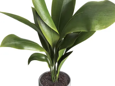 indoor plant 025 3D model