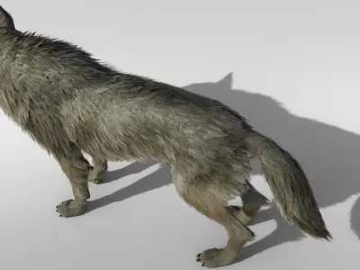 Wolf Realistic with fur and Rigged Low-poly 3D model