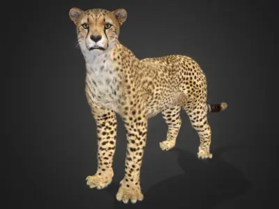 Cheetah Realistic Animated 3D model