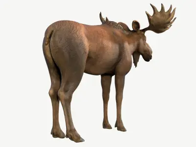 Moose Low-poly 3D model