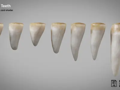 Crocodile teeth 7 pieces PBR Low-poly 3D model