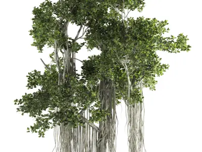Ficus Bonsai decoration tree 3D model