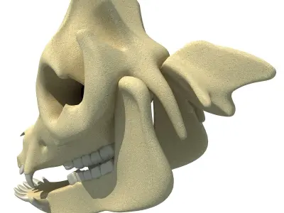 Pig Skull 3D model