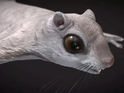 Siberian flying squirrel Low-poly 3D model