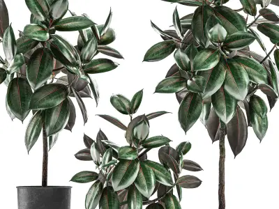 Ficus trees in a pot for the interior 848 3D model