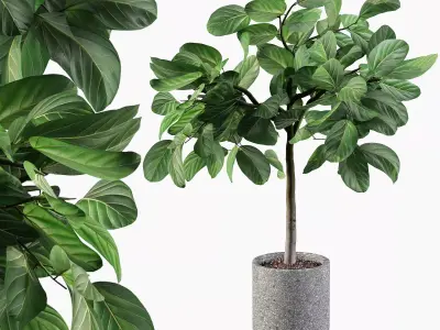 Ficus benghalensis  in terrazzo flower pot 3D model