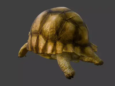 Angonoka Tortoise 3D model