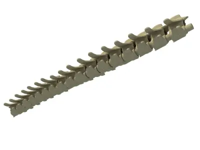 Mammal Spinal Bones  3D model