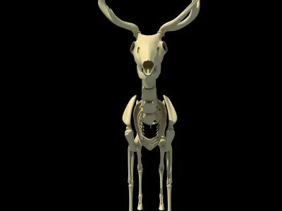 Realistic Deer Skeleton 3D model