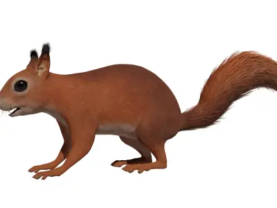 Squirrel Low-poly 3D model shop